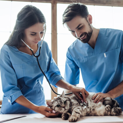 A Veterinary Assistant and a Veterinarian Working with a Cat