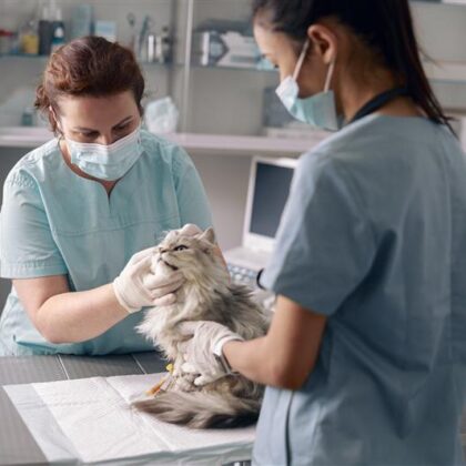 blog-Veterinary Assistant Training_What to Expect in Your Program